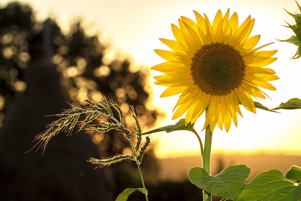 Zomer B&B Gites Les Glycines