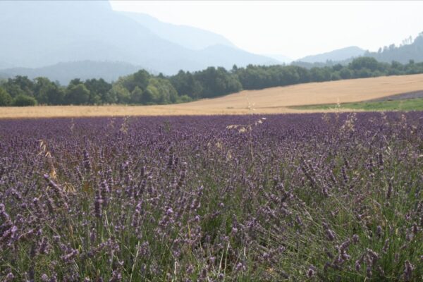 Lavendel in bloei. Vlakbij B&B Gites Les Glycines Haute Provence