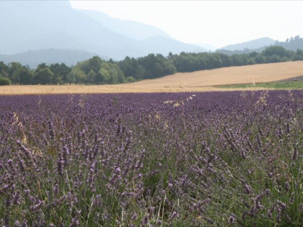 Lavendel in bloei. Vlakbij B&B Gites Les Glycines Haute Provence