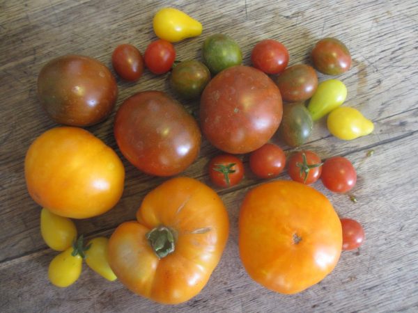 Koken in de Haute Provence: tian provençal - tomaten