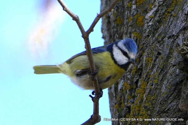 Vogelparadijs Les Glycines - de pimpelmees in onze tuin