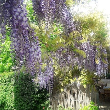 Les Glycines de blauwe regen in de Haute Provence