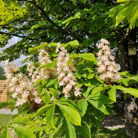 Jardin Les Glycines Haute Provence