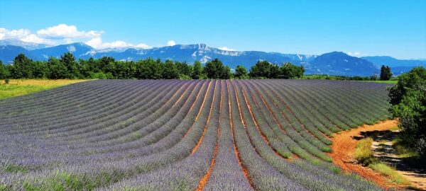 Plateau de Romeyeres, Mison, lavande en floraison