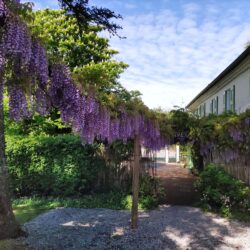 Glycines en floraison