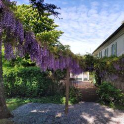 Glycines en floraison