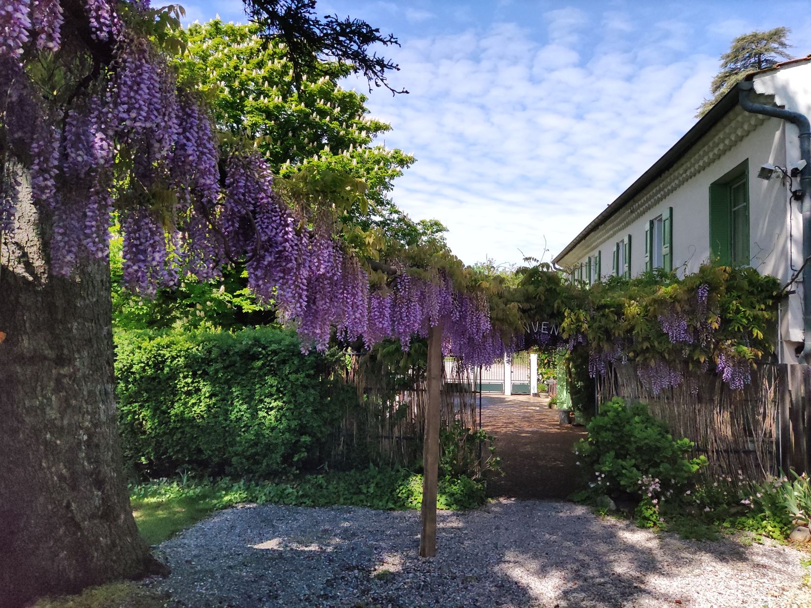 Glycines en floraison